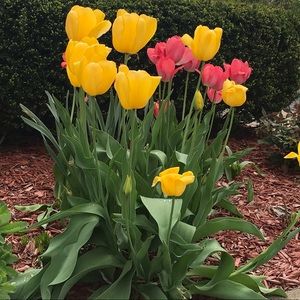 Meet your Posher, Morgan